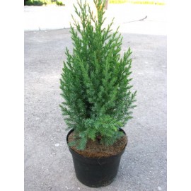 Можжевельник скайрокет